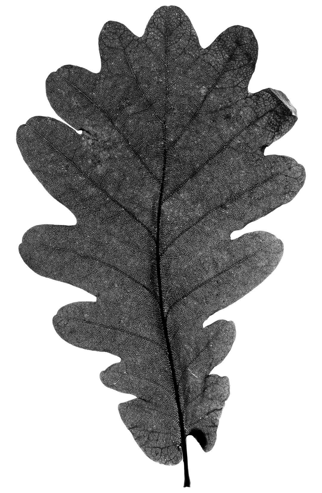 Bizkaia Leaf